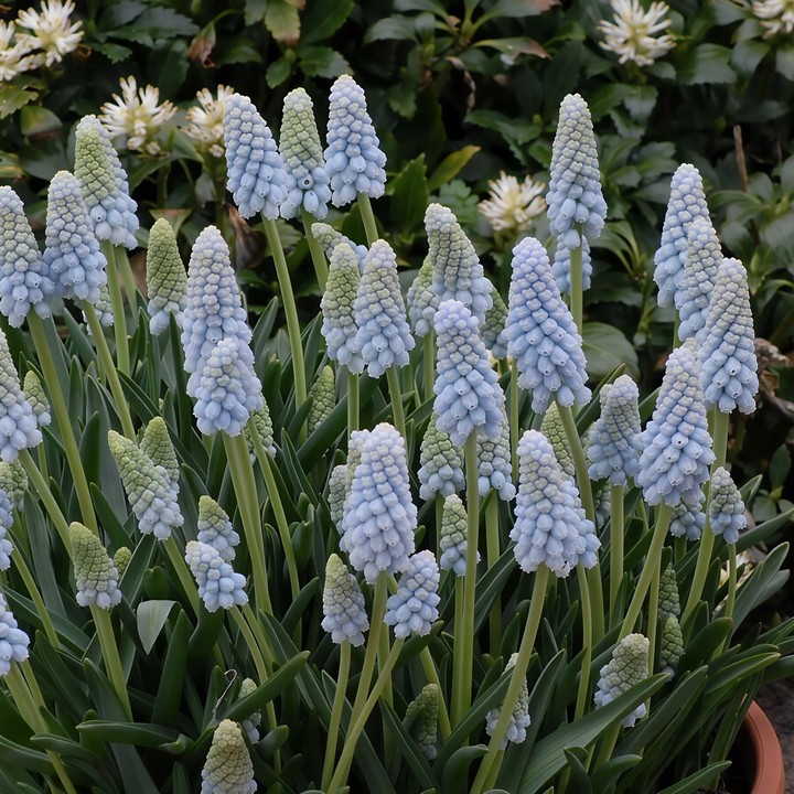 Мускари Бейбиз Бреф, 8/9, 1 шт.