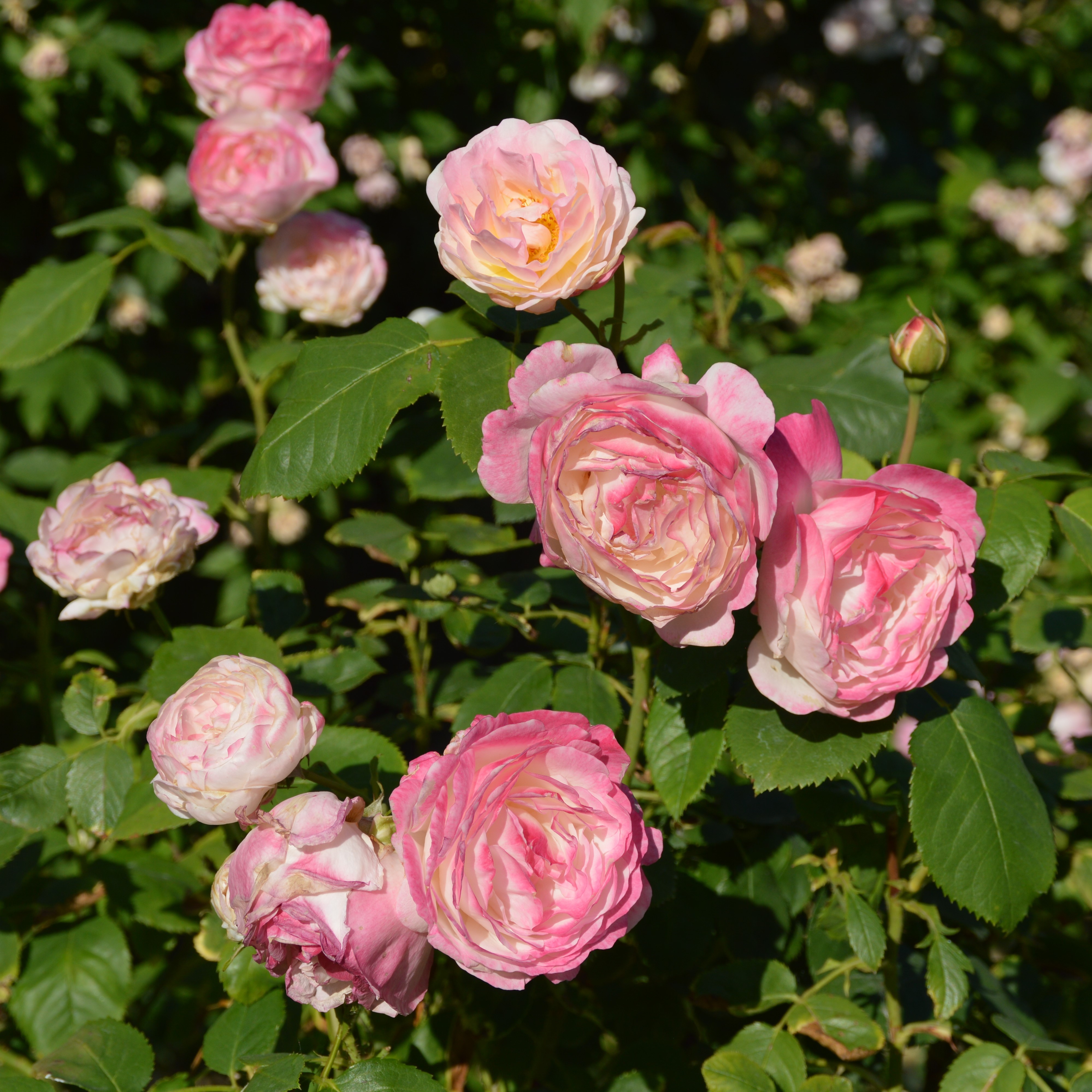 Роза флорибунда Андре Брише/ЦКор