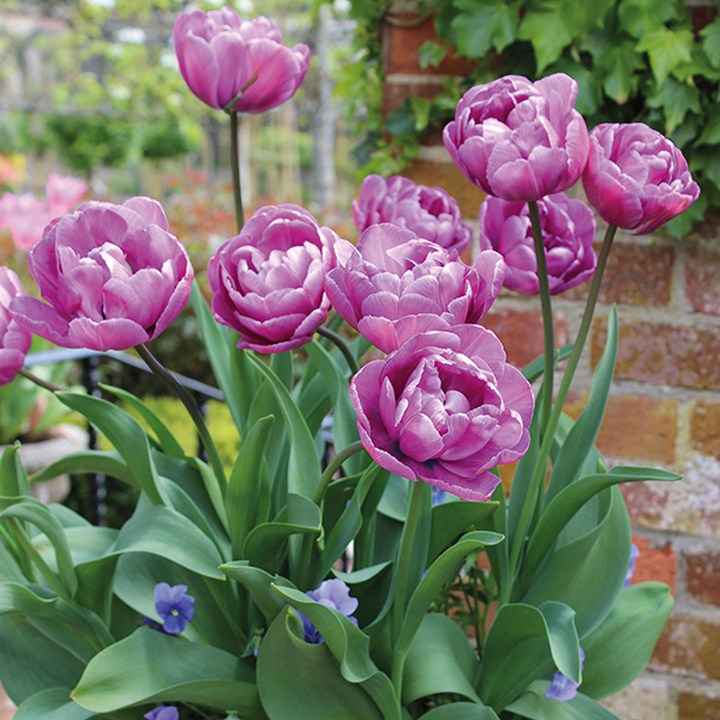 Тюльпан махровый поздний Лилак Перфекшн, 11/12, 1 шт.