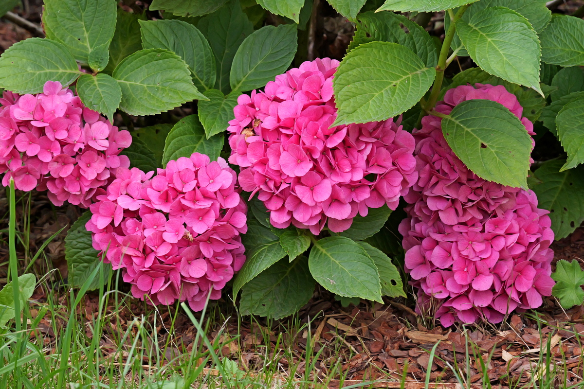 Посадка растений, озеленение