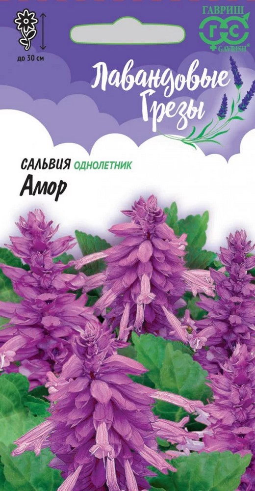 Сальвия Амор, 4 шт. Лавандовые грёзы.