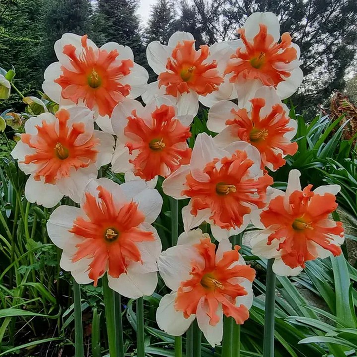 Нарцисс сплит гофрированный Шрайк, 12/14, 1 шт.