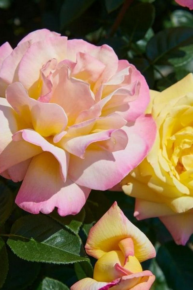 Роза чайно-гибридная Глория Дей (Пис)