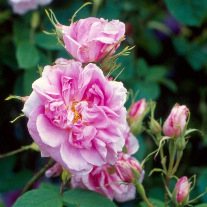 Роза почвопокровная Ле Катр Сэзон (Роза 4 сезона)/ЦКор