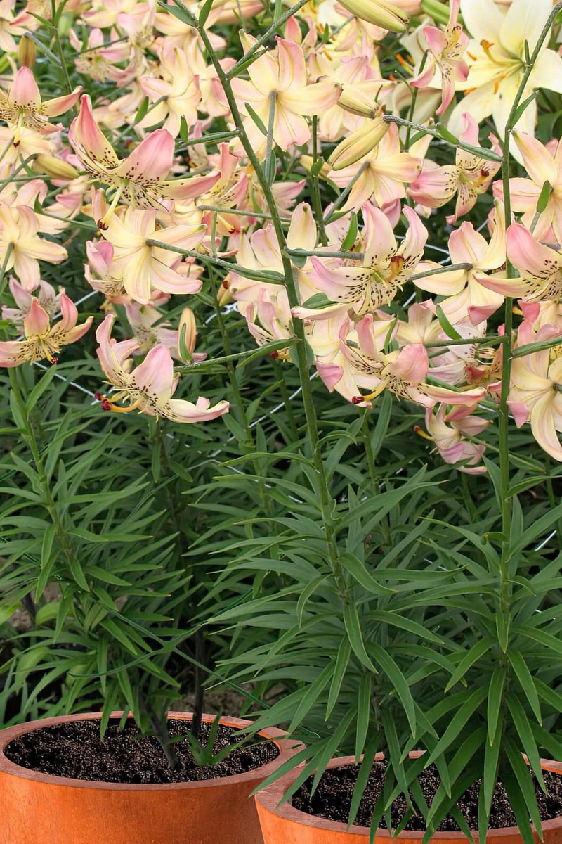 Лилия Корсаж, 12/14, Спец., - 1 шт.