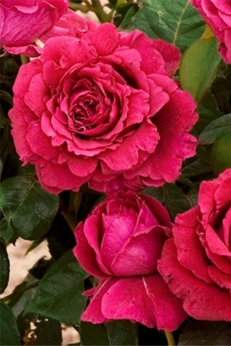 Роза флорибунда Роза 4х ветров (Роз де Катро Вант)