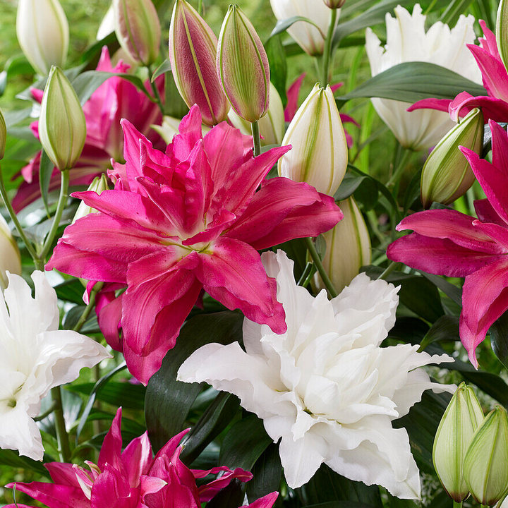 Лилия восточная махровая Roselily Рианна, 12/14, 1 шт.