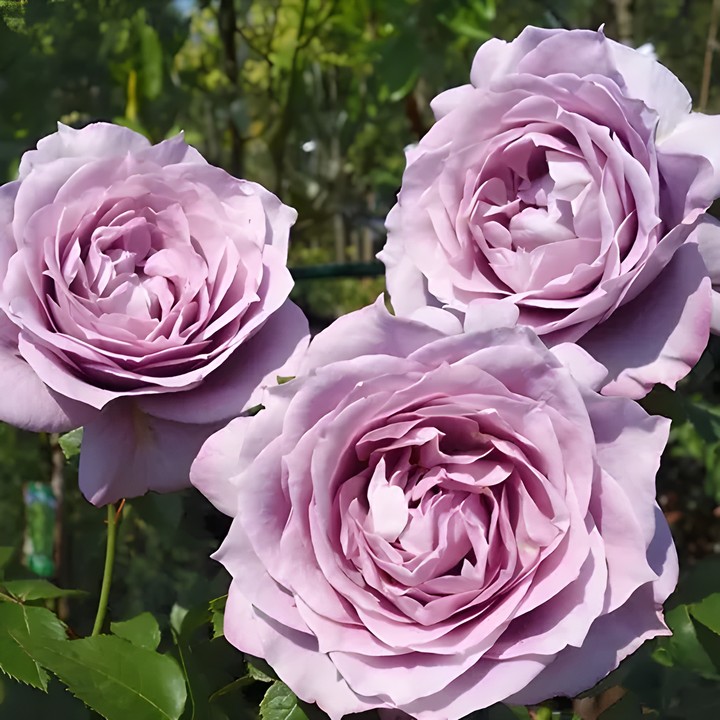 Роза Кордес флорибунда Новалис