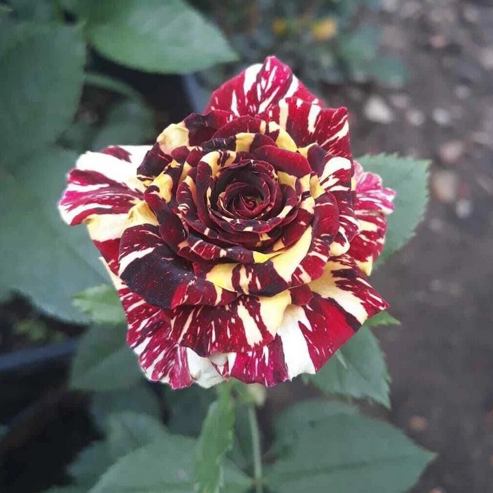 Роза чайно-гибридная Фокус Покус/ЦКор