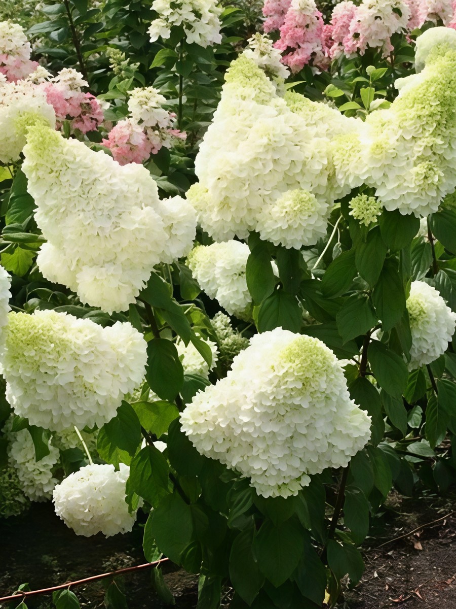 Гортензия метельчатая Мэджикал Мунлайт