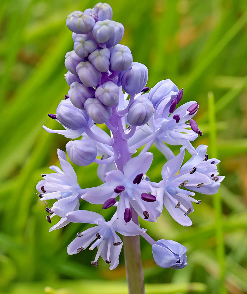 Сцилла Литардьера, 6/+, 1 шт.