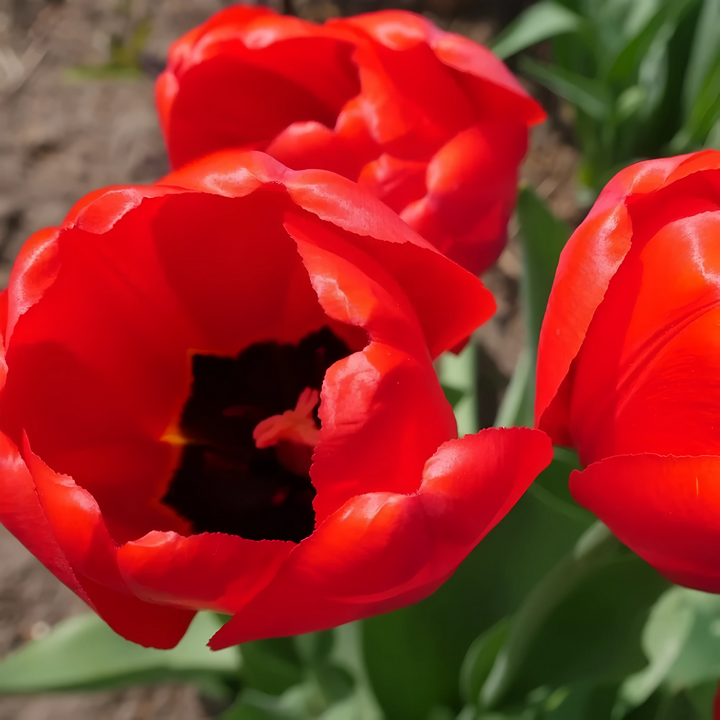 Тюльпан ботанический Франциска, 6/+, 1 шт.