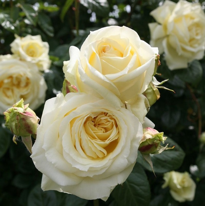 Роза плетистая Эльф