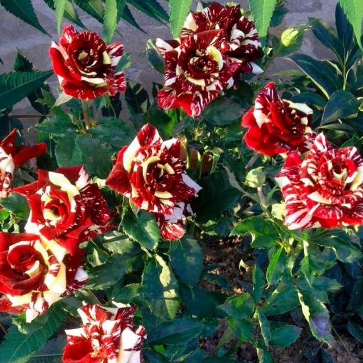 Роза чайно-гибридная Фокус Покус/ЦКор