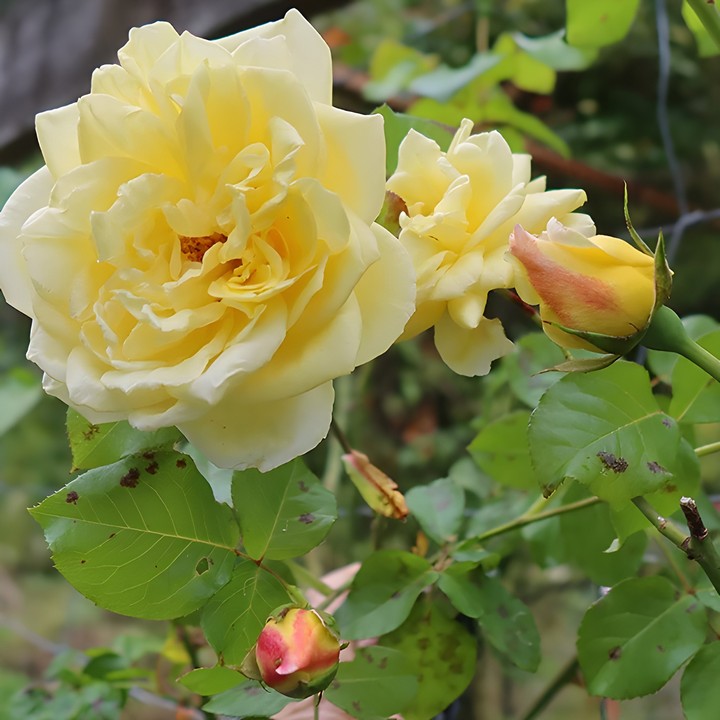 Роза плетистая Казино/ЦКор