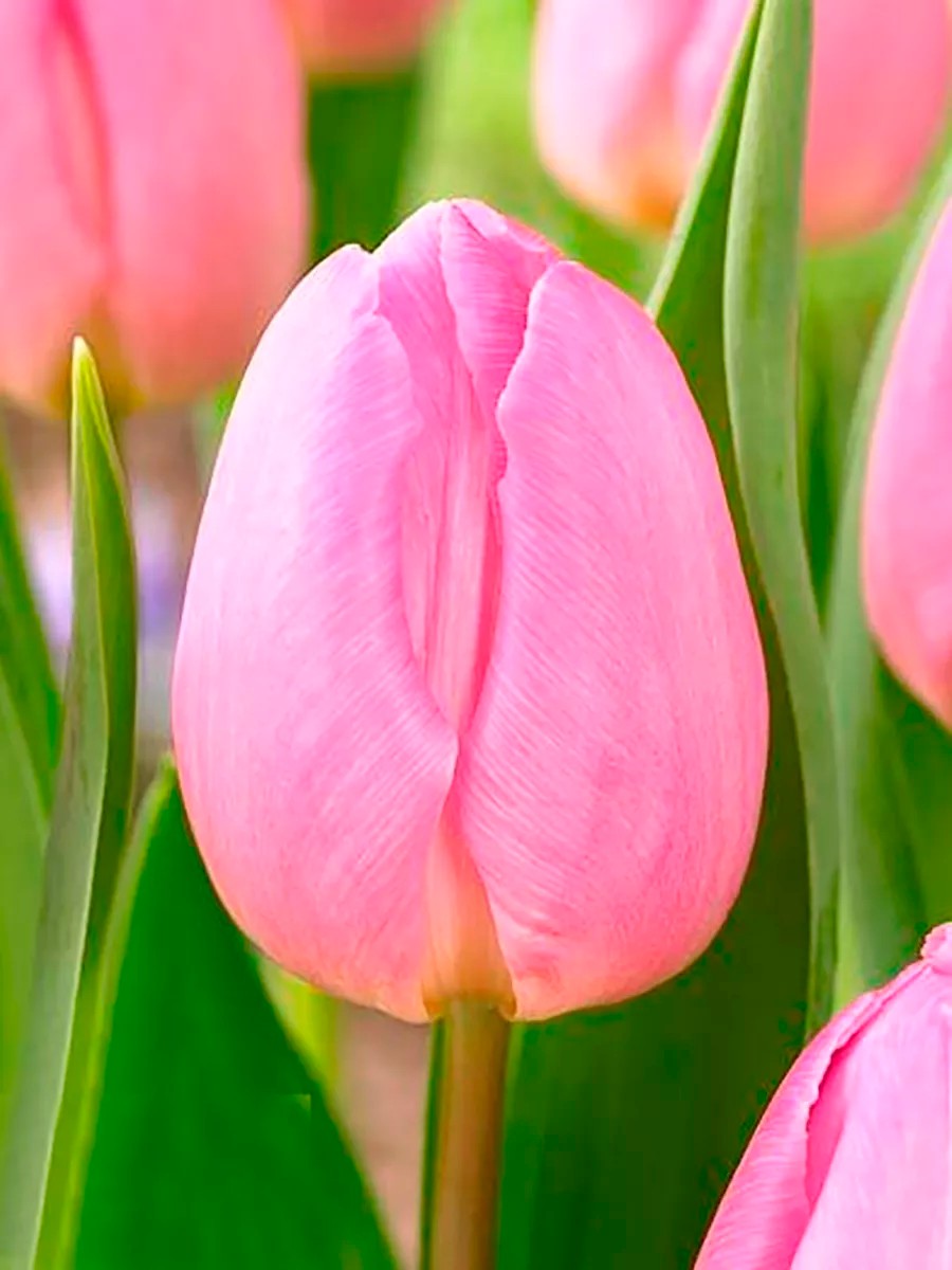 Тюльпан простой ранний Лайт Пинк Принс, 11/12, 1 шт.