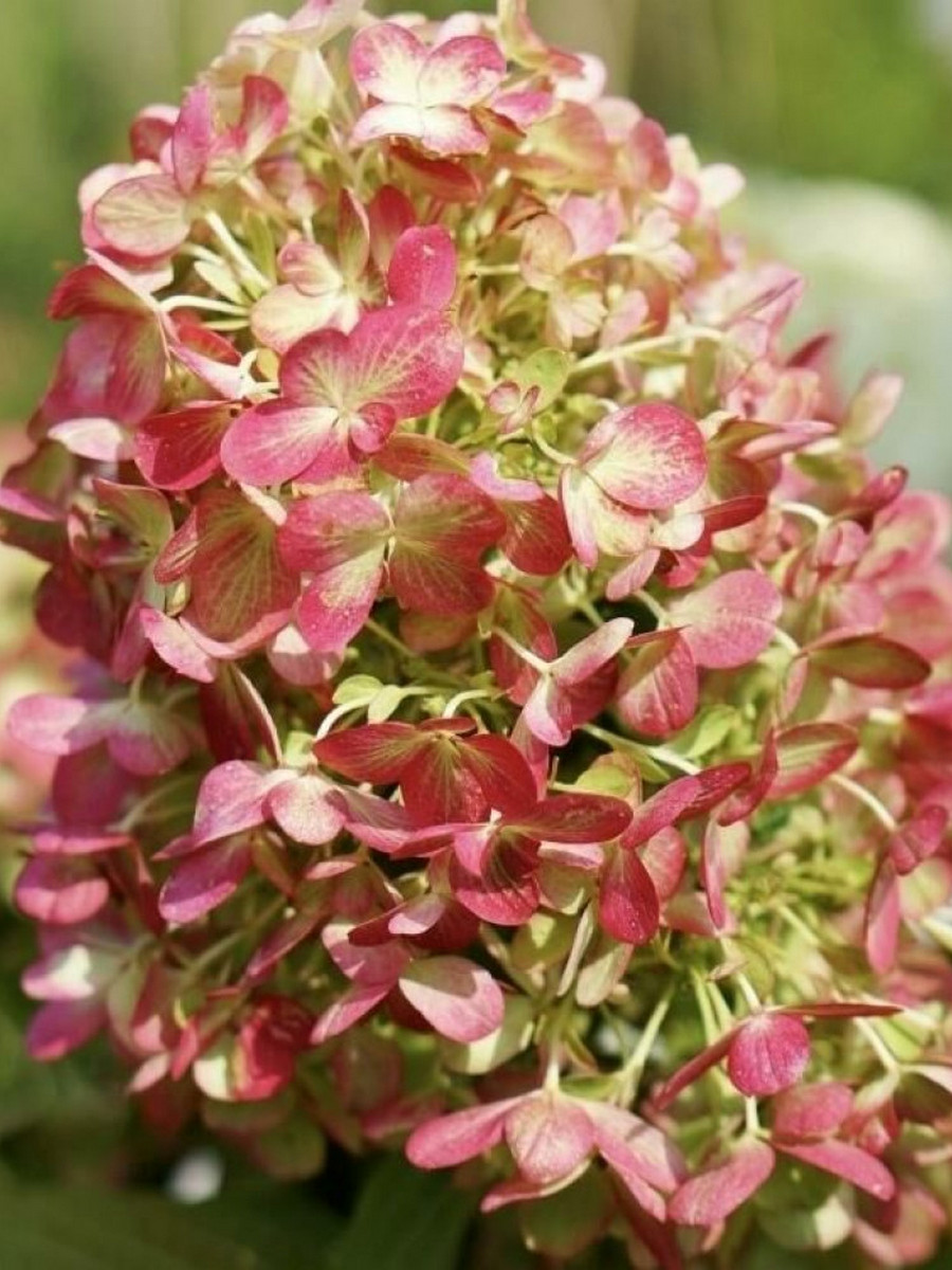 Гортензия метельчатая Графити