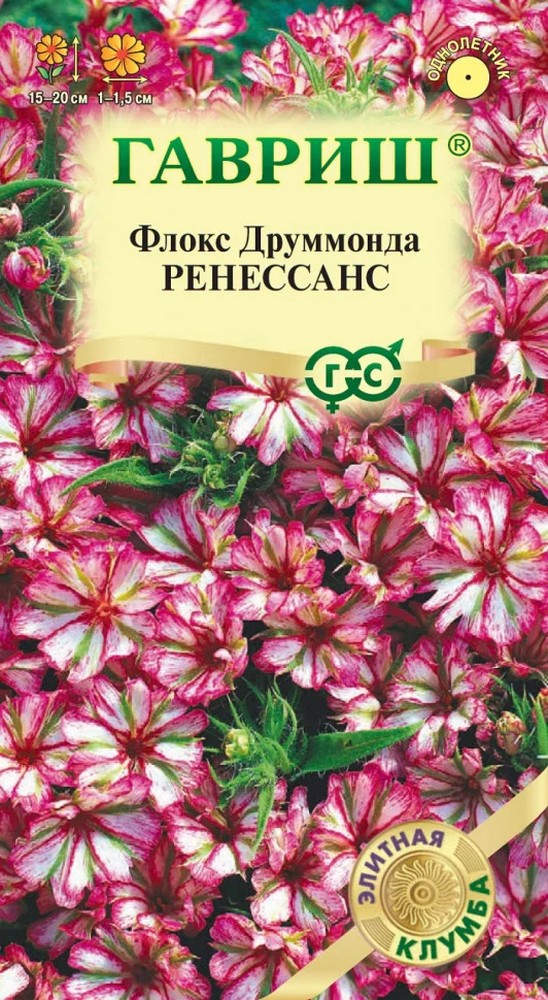 Флокс гибридный Ренессанс, 8шт. Элитная клумба.