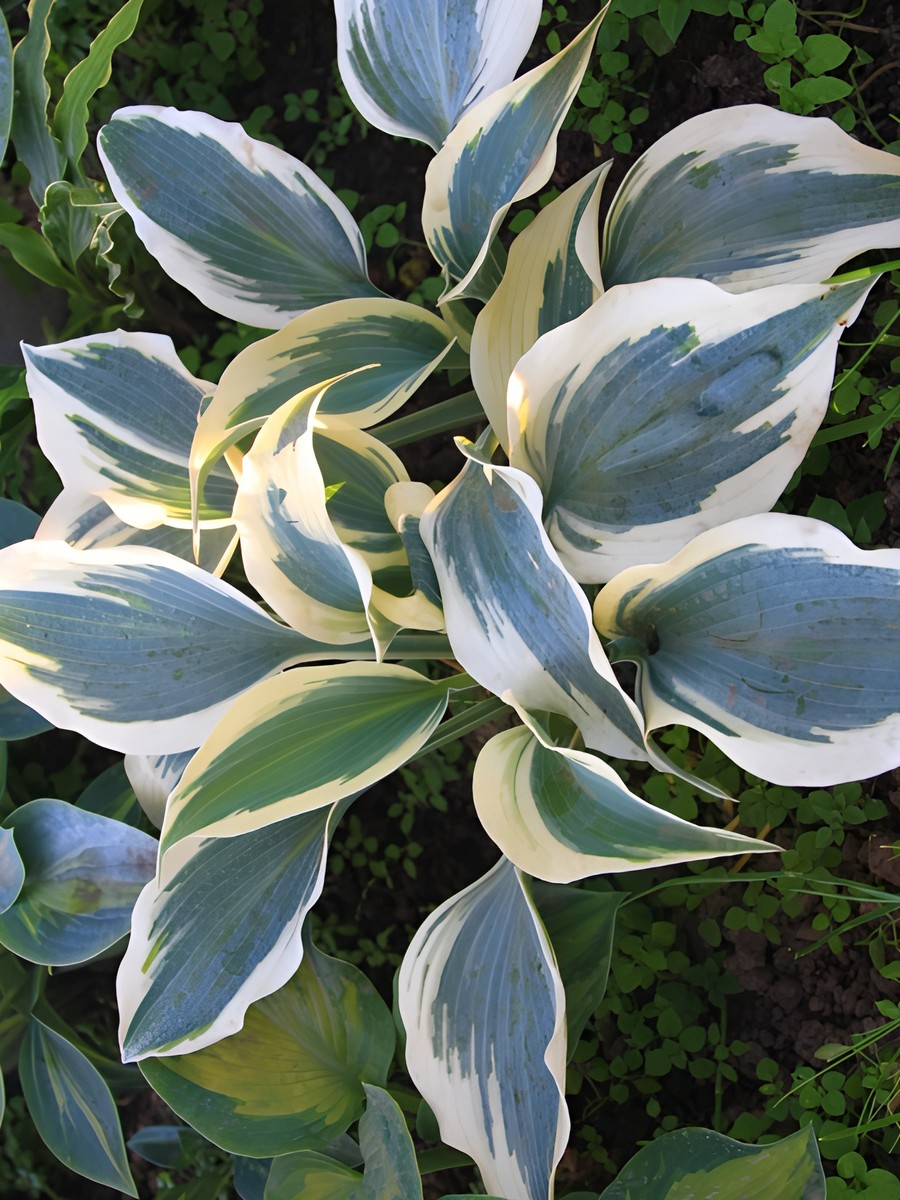 Хоста Грейт Эскейп, 1 шт.