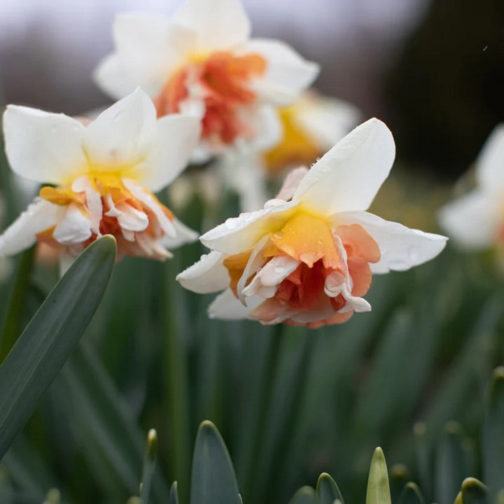 Нарцисс махровый Кэнди Принцесс, 12/14, 1 шт.