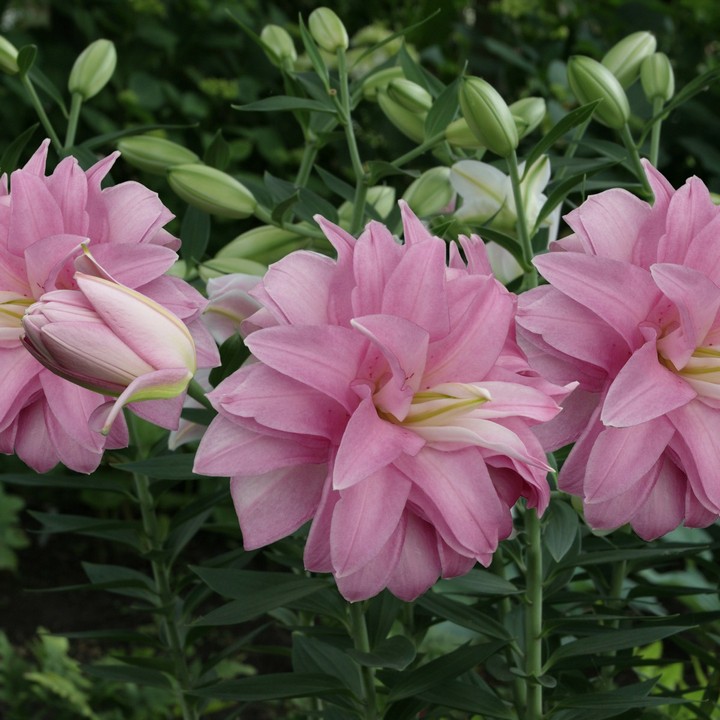 Лилия восточная махровая Лотус Бриз, для выгонки, 1 шт.