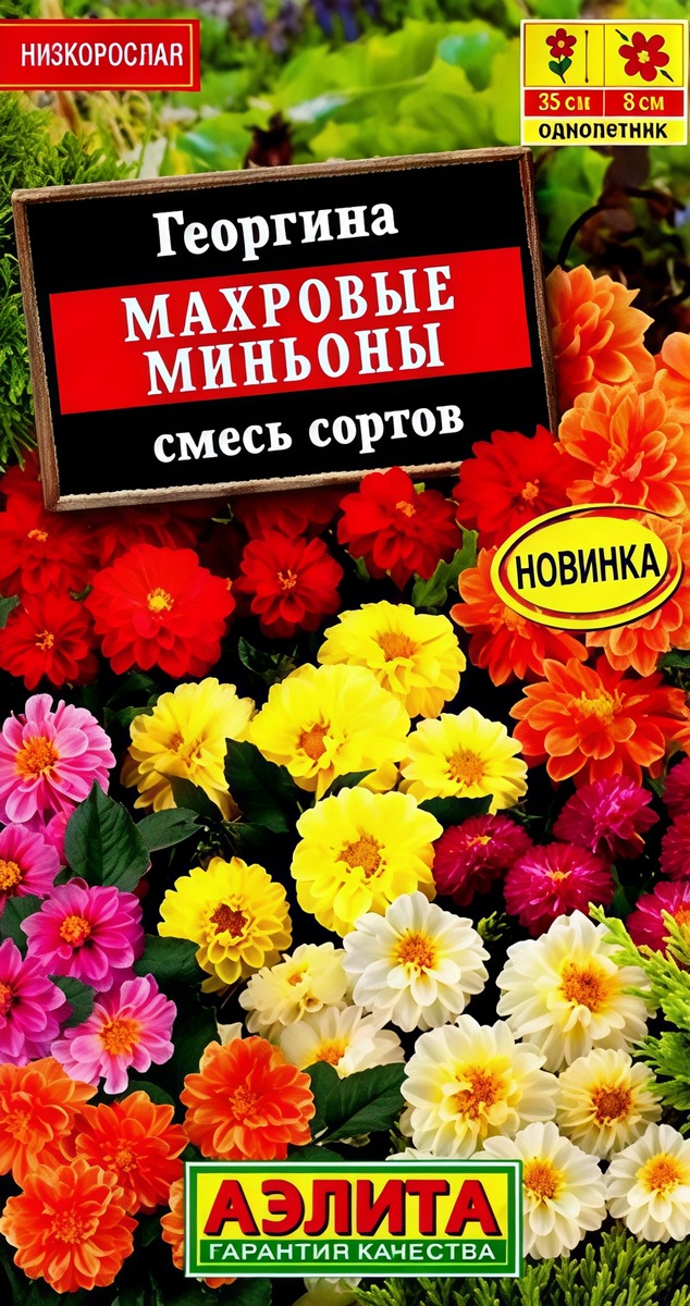 Георгина Махровые миньоны, смесь сортов, 7 шт.
