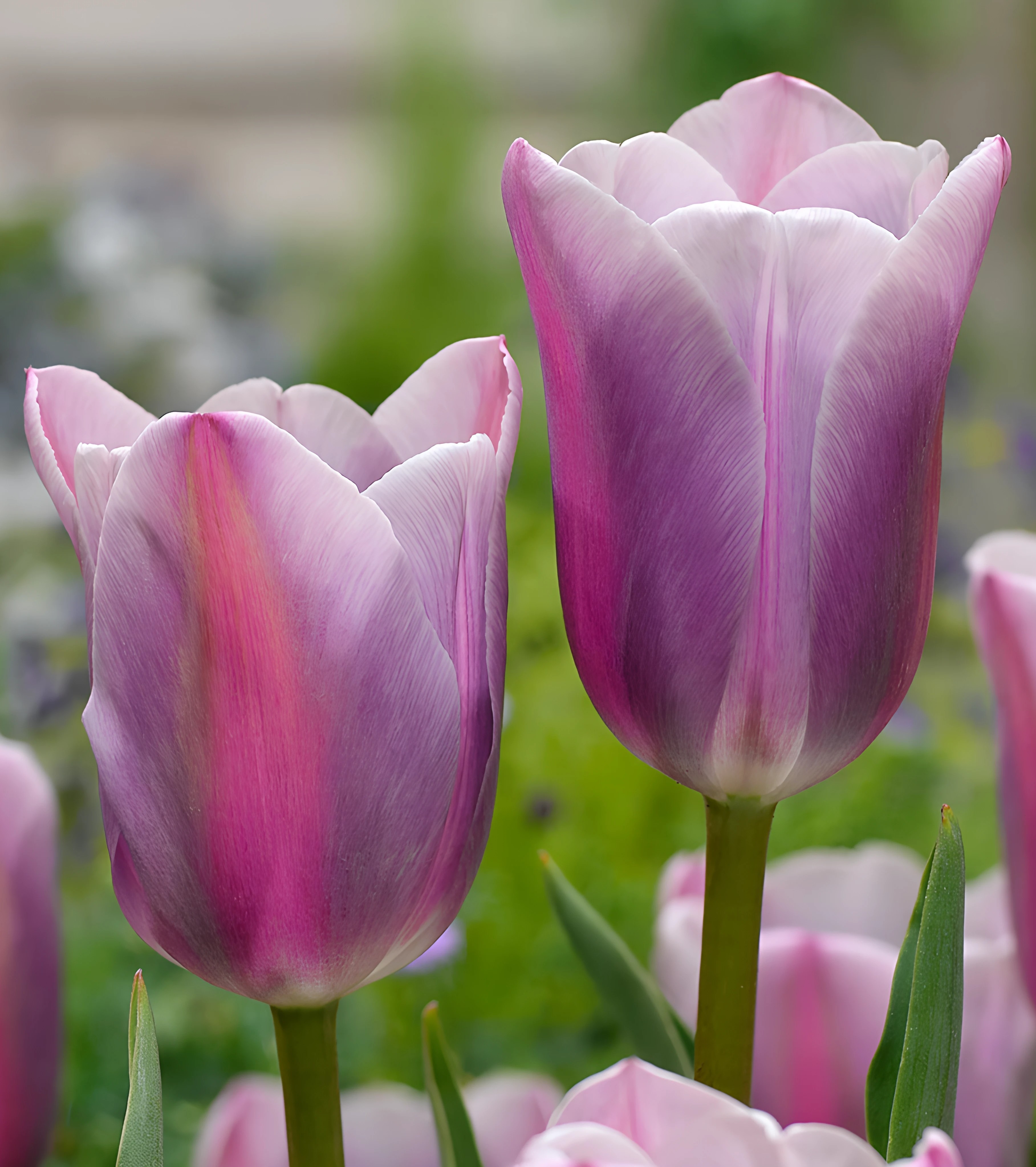 Тюльпан триумф Мистресс Мистик, 11/12, 1 шт.