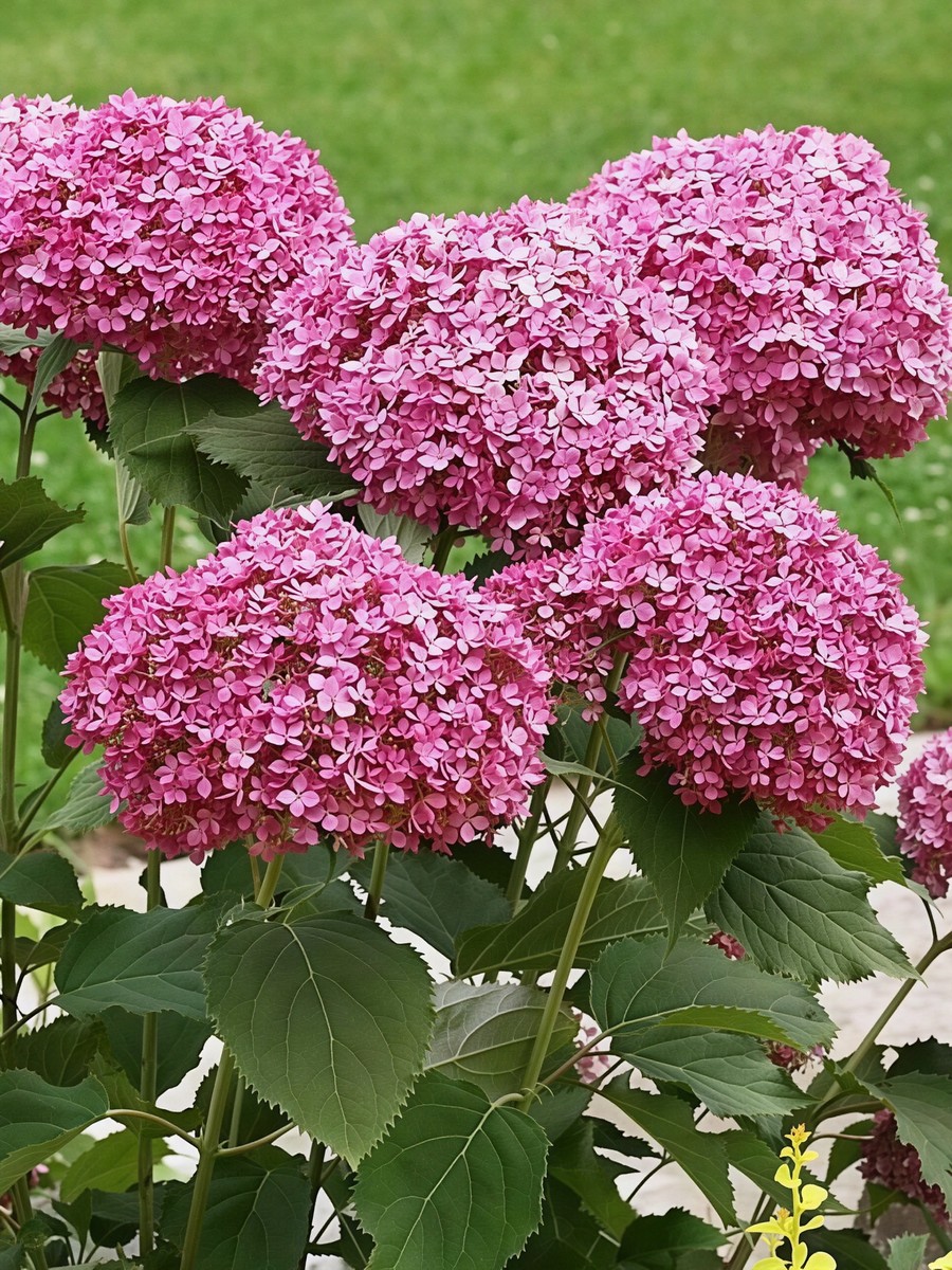 Гортензия древовидная Инвинсибел