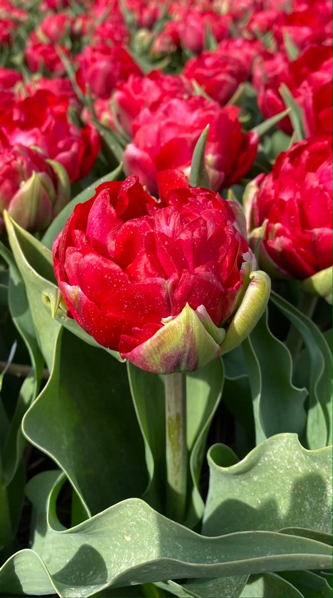 Тюльпан махровый ранний Промисс, 11/12, 1 шт.