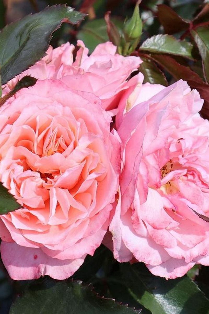 Роза флорибунда Боттичелли/ЦКор