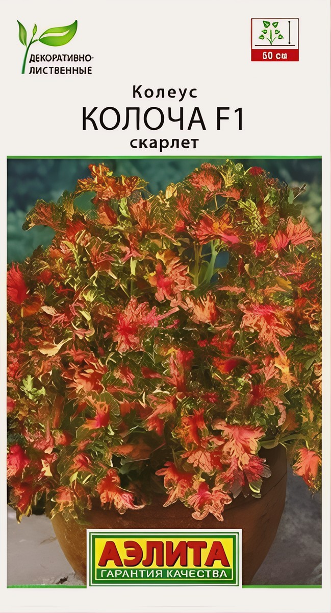 Колеус Колоча F1 скарлет, 5 шт.