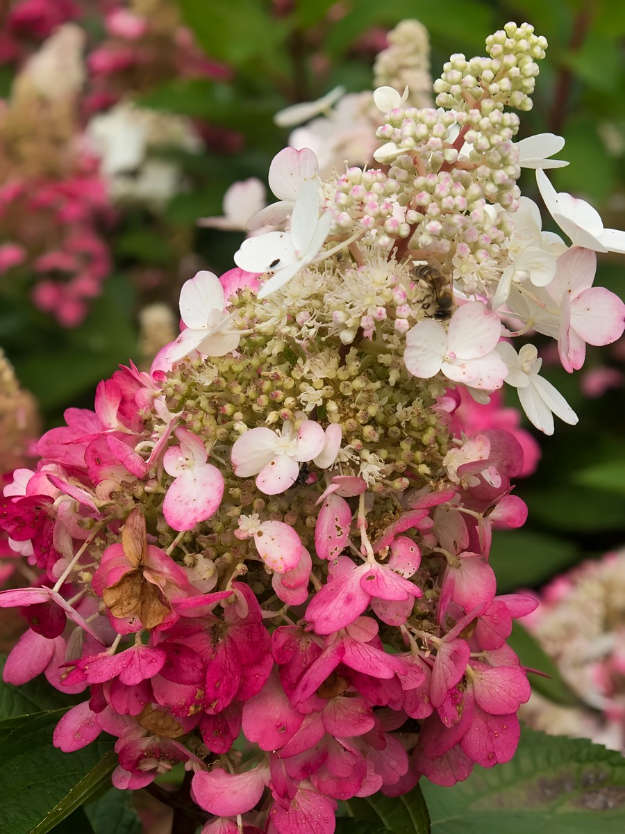 Гортензия метельчатая Кэндллайт/ЦКорЛюкс