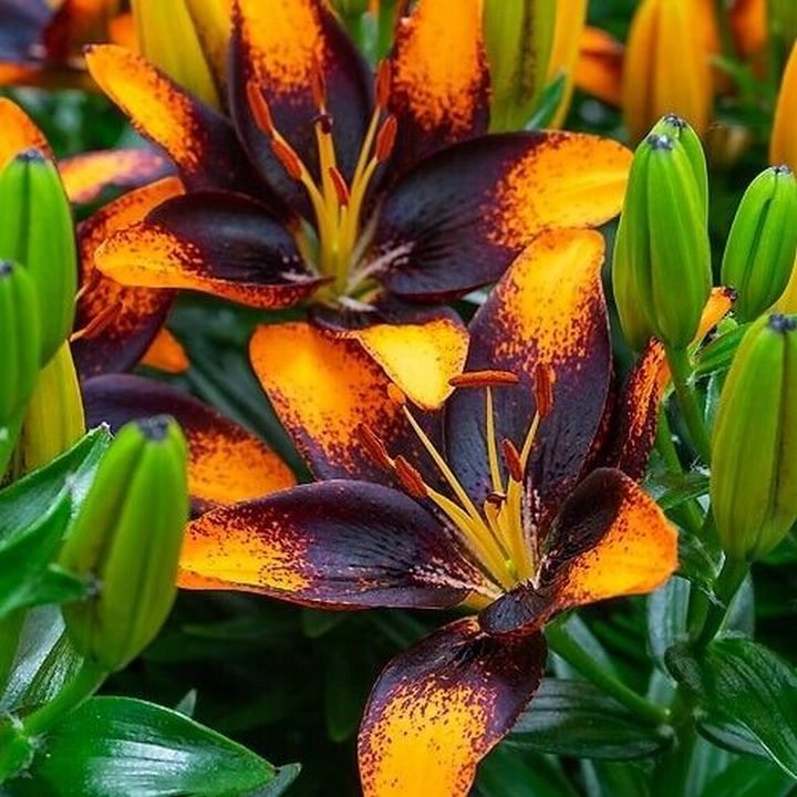 Лилия азиатская Тренди Лас Палмас, 10/12, 1 шт.