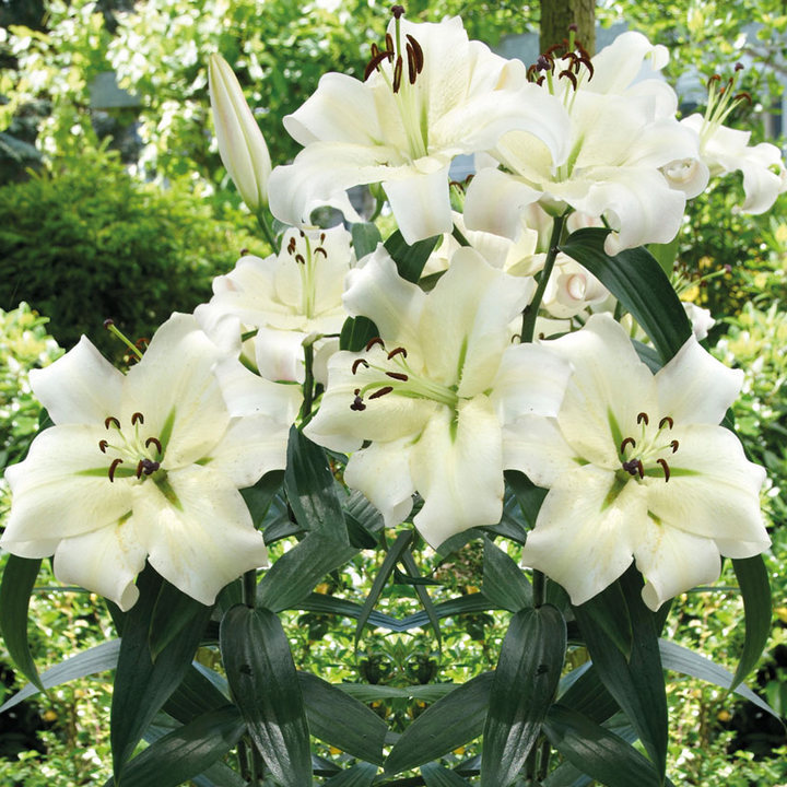 Лилия ОТ-гибрид Притти Вумен, 12/14, 1 шт.