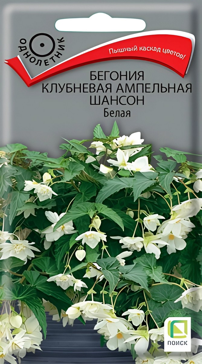 Бегония клубневая ампельная Шансон Белая, 10 шт.