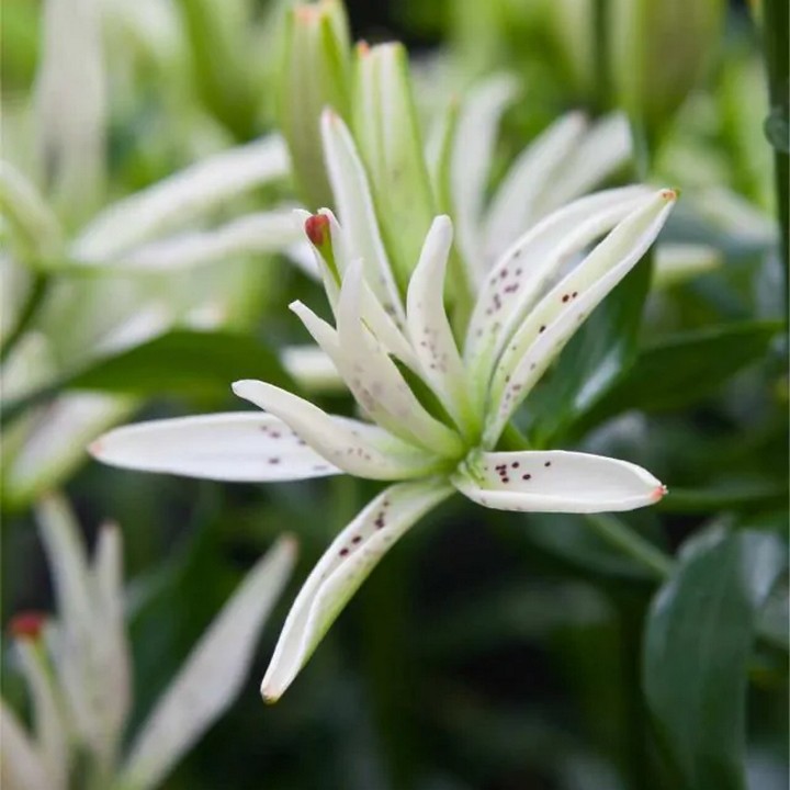 Лилия азия Маст Си, 12/14, 1 шт.