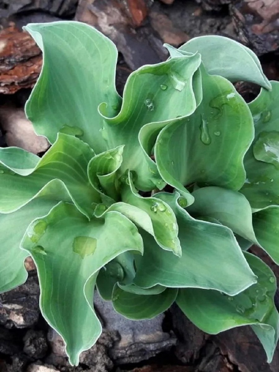 Хоста Раффлд Маус Иэрс, 1 шт.