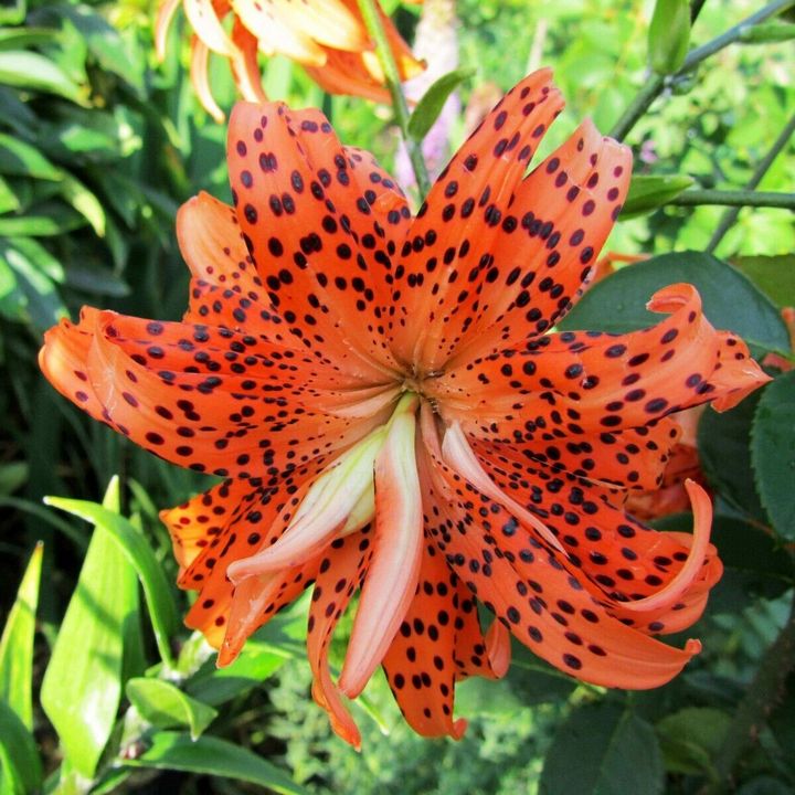 Лилия тигровая Флора Плена, 12/14, 1 шт.