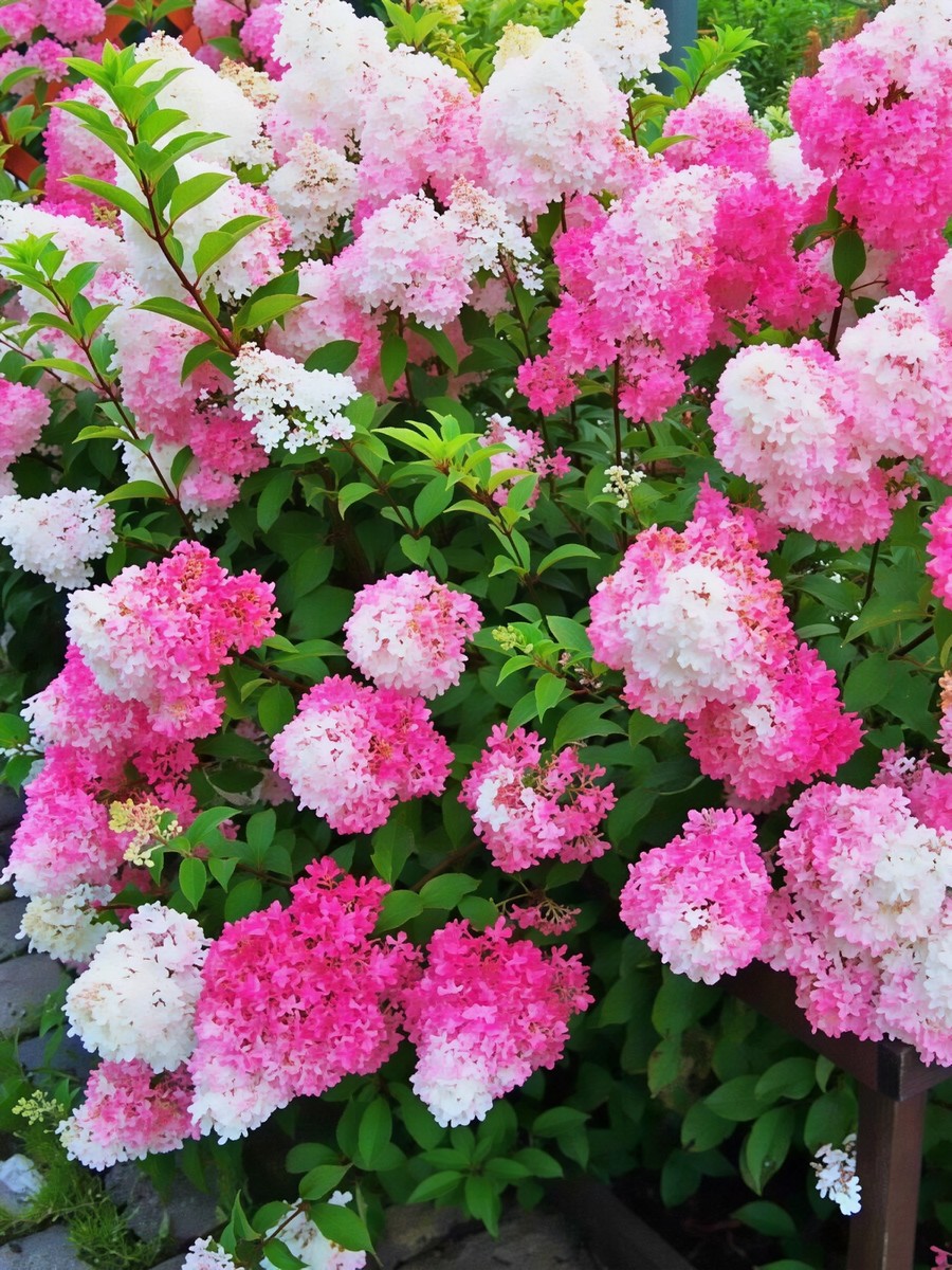 Гортензия метельчатая Фрайз Мелба