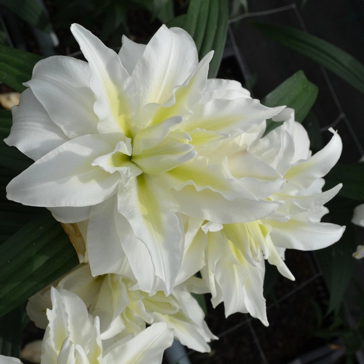 Лилия восточная махровая Ароза, 13/14, 1 шт.