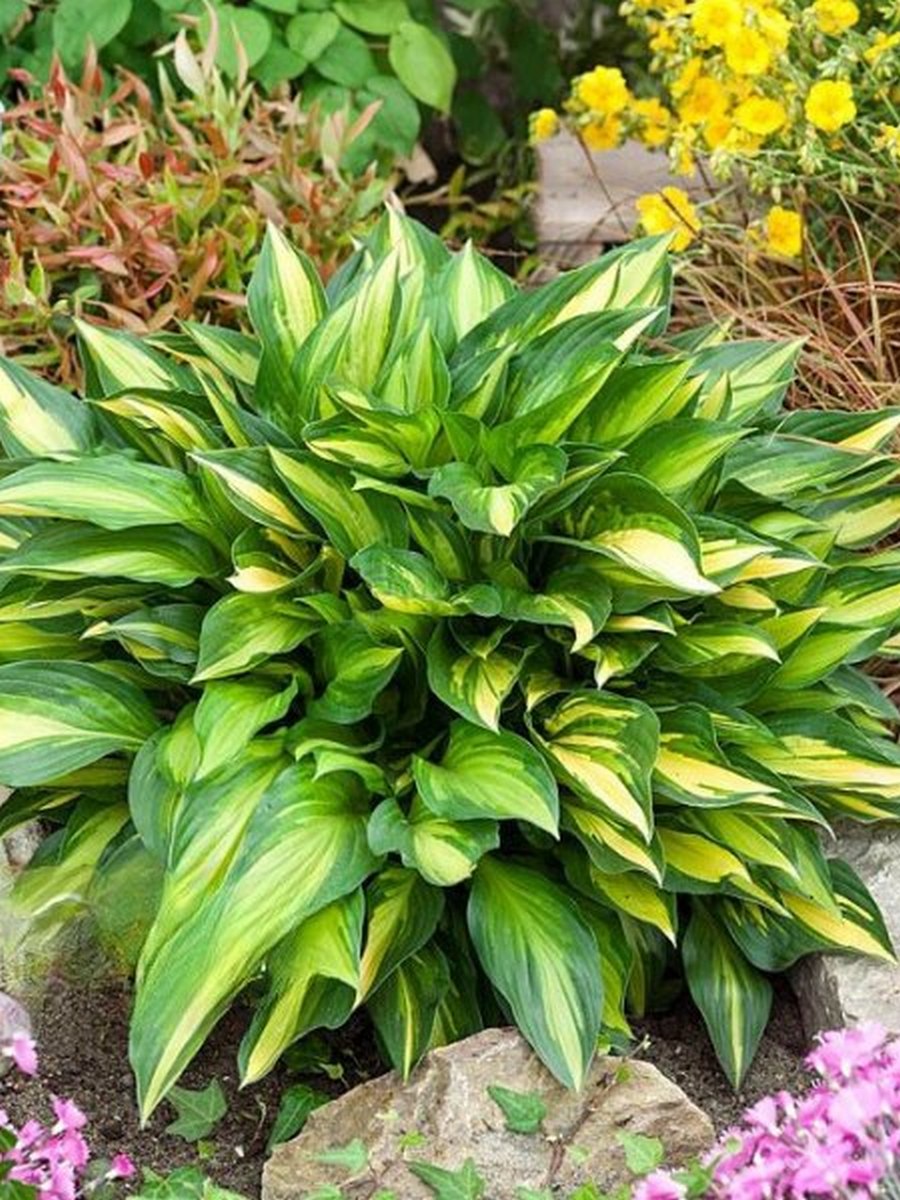 Хоста Лейксайд Литл Тафт, 1 шт.