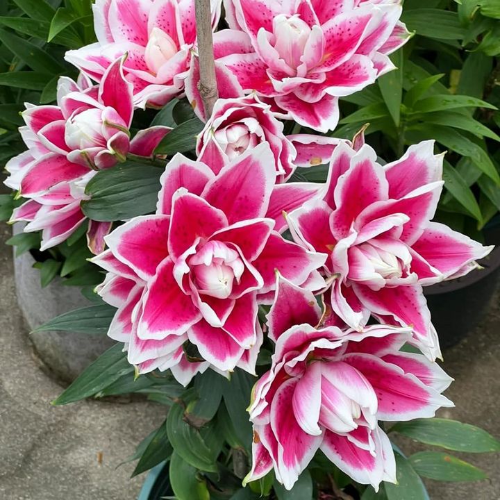 Лилия восточная махровая Roselily Олимпия, 12/14, 1 шт.