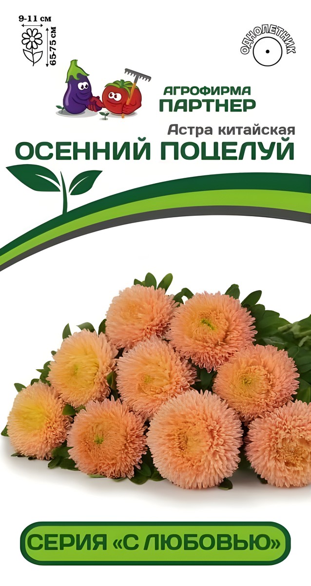 Астра китайская Осенний Поцелуй, 5 шт. С любовью