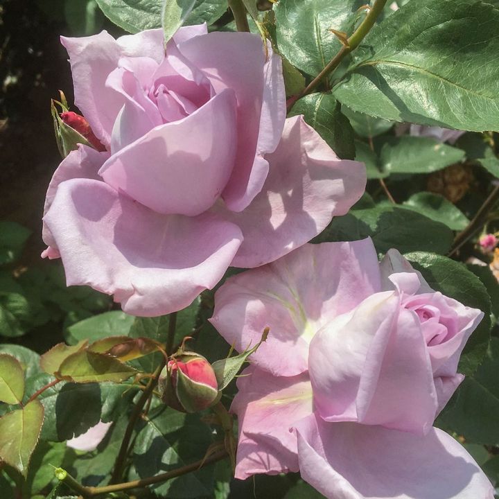 Роза плетистая Клайминг Блю Мун