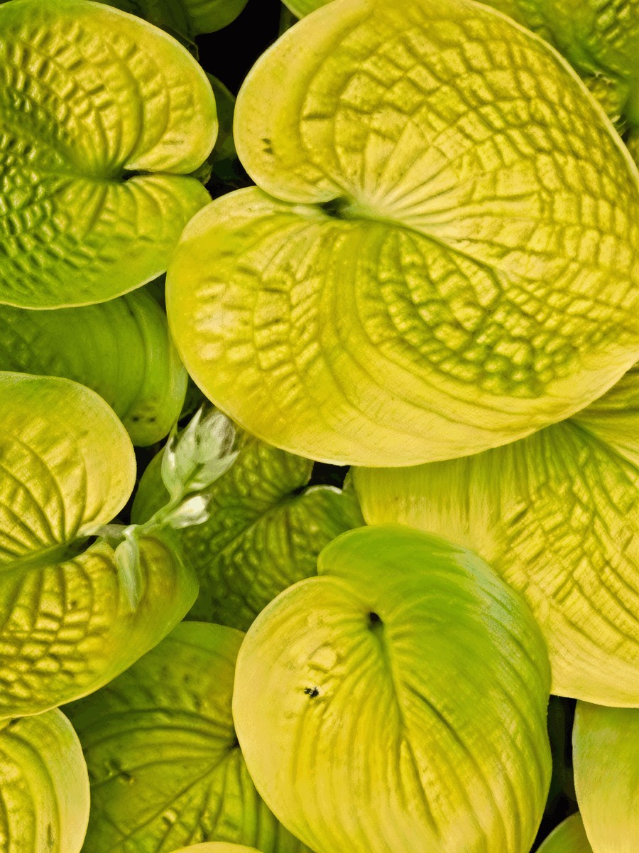 Хоста Мауи Баттеркап, 1 шт.