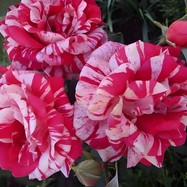 Роза чайно-гибридная Имэджин