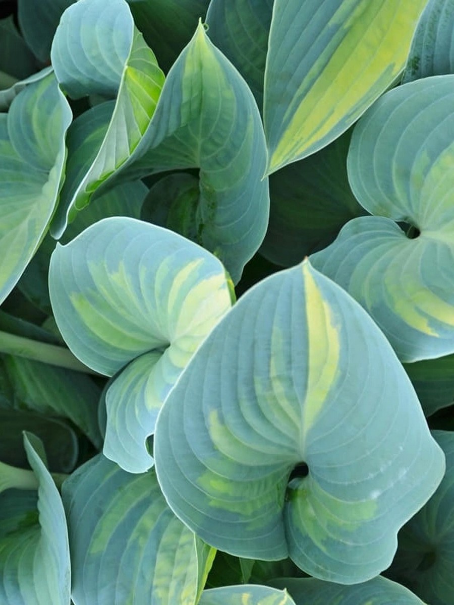 Хоста Гардиан Ангел, 1 шт.