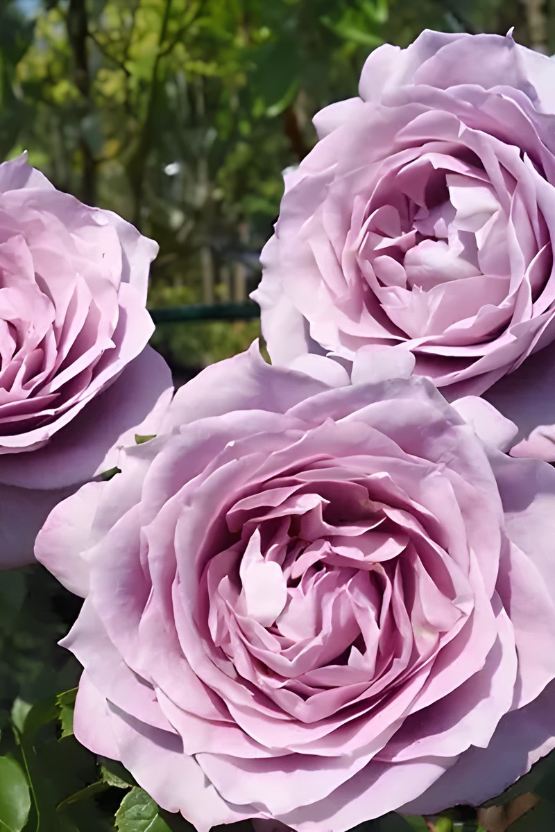 Роза Кордес флорибунда Новалис