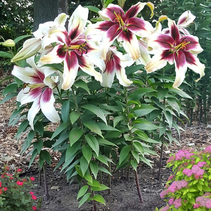 Лилия ОТ-гибрид Зеба, 12/14, 1 шт.