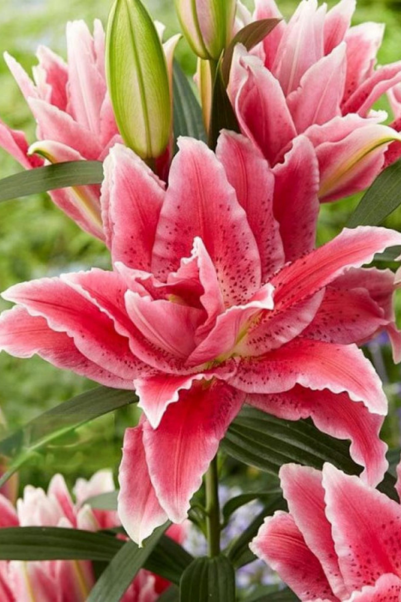 Лилия восточная махровая Roselily Дориа, 12/14, 1 шт.